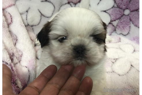 成約済の青森県のシーズー-168847の2枚目